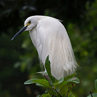 Görsel