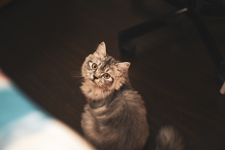 Görsel